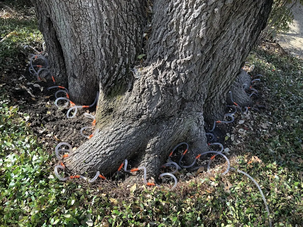 Detailed Tree Cabling and Bracing job site in Paragon
